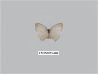 藏品(白雅波灰蝶)的圖片